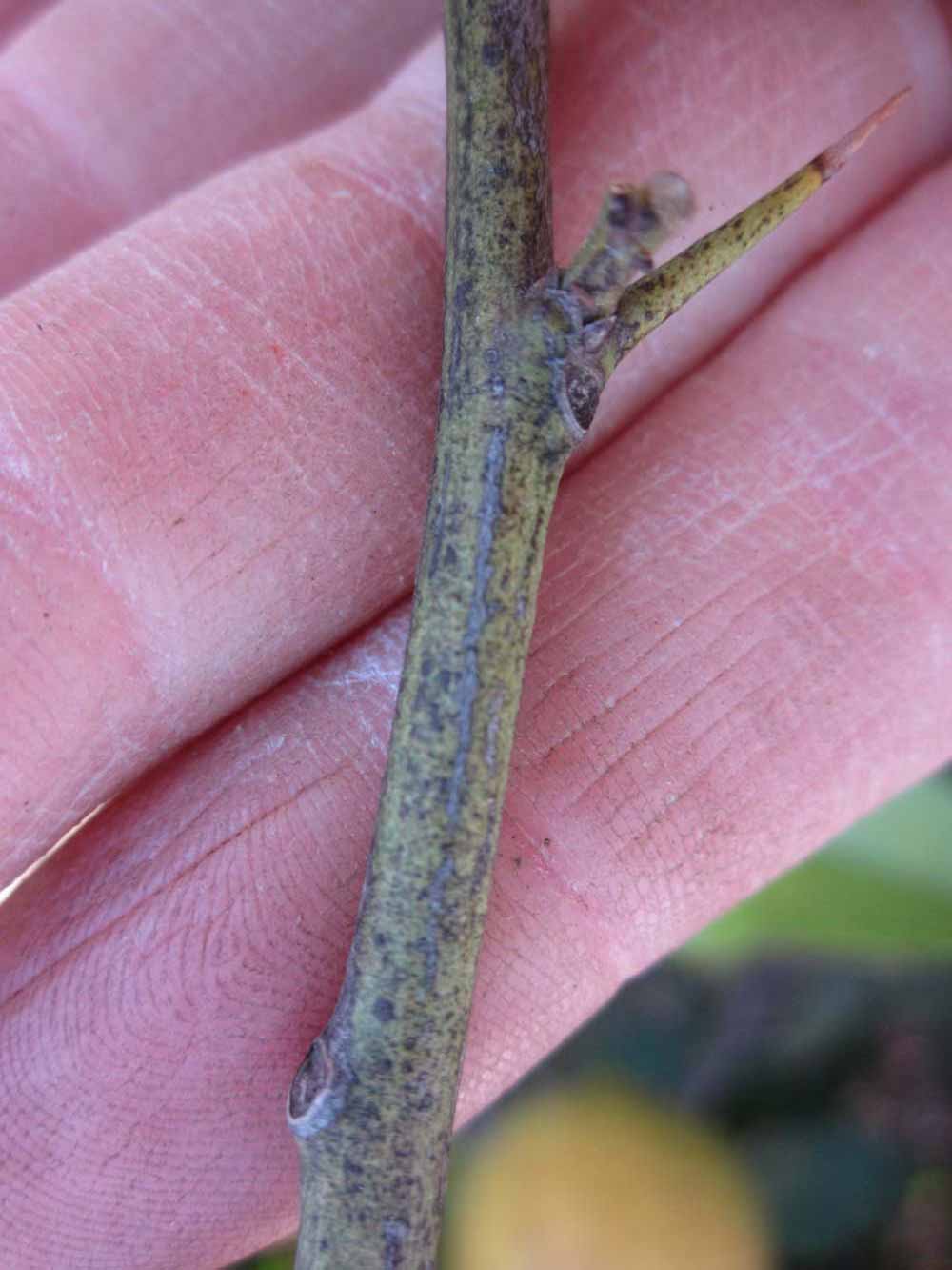              First year twig (Todo del Ano, Winter Haven, FL)       